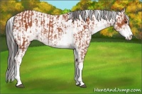 Horse Color:Bay Sabino Rabicano  and Bay Sabino 