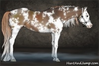 Horse Color:White Spotted Liver Chestnut Sabino Splash 