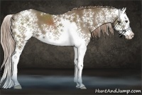 Horse Color:White Spotted Liver Red Dun Sabino Splash