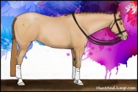 Horse Color:Bay Pearl