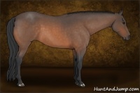 Horse Color:Buckskin Roan 