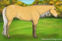 Horse Color:Silver Buckskin 