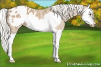 Horse Color:Silver Buckskin Roan Splash Frame Appaloosa 