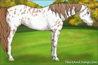 Horse Color:Red Roan Frame Appaloosa Rabicano 