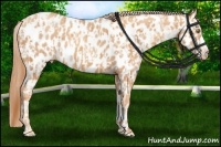 Horse Color:Gold Champagne Appaloosa  and Gold Champagne Appaloosa 