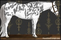 Horse Color:Blue Roan Splash Appaloosa 