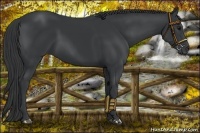 Horse Color:Black  and Black 