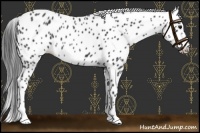Horse Color:Black Appaloosa 