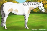 Horse Color:Buckskin Dun Splash Tobiano 