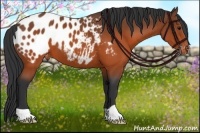 Horse Color:Brown Appaloosa 