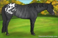 Horse Color:Black Appaloosa Rabicano