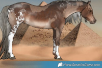 Horse Color:Liver Red Dun Mushroom  and White Spotted Liver Chestnut Mushroom Sabino Rabicano
