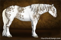Horse Color:White Spotted Liver Red Dun Sabino Splash Rabicano 