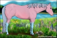 Horse Color:Watercolor Buckskin Appaloosa