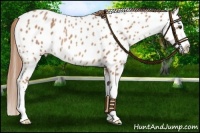 Horse Color:Red Roan Splash Near Leopard 