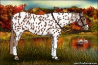 Horse Color:Chestnut Near Leopard 