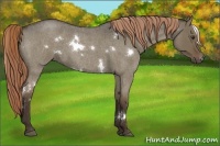 Horse Color:White Spotted Liver Red Dun Roan 