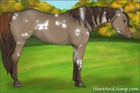 Horse Color:White Spotted Liver Red Dun 