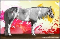 Horse Color:White Spotted Liver Chestnut 