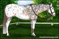 Horse Color:Buckskin Roan Splash Appaloosa 