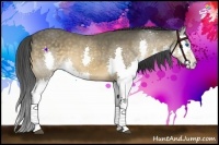 Horse Color:Buckskin Sabino Splash 