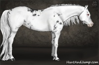 Horse Color:Silver Smoky Black Chinchilla Sabino 