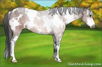 Horse Color:White Spotted Bay Sabino 