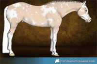 Horse Color:White Spotted Cremello Splash 