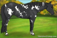 Horse Color:White Spotted Black 