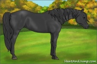 Horse Color:Smoky Black