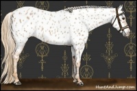 Horse Color:Red Roan Near Leopard 
