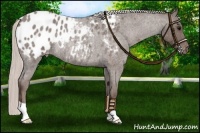 Horse Color:Silver Blue Roan Appaloosa Rabicano 