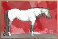 Horse Color:Brown Dun Near Fewspot 