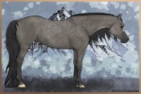 Horse Color:Grullo