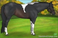 Horse Color:Brown Tobiano 