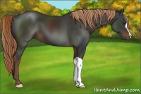 Horse Color:Liver Chestnut 