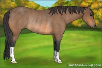Horse Color:Buckskin Rabicano 