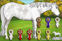 Horse Color:Gray White Spotted Black