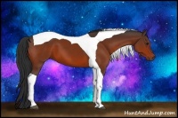 Horse Color:Bay Tobiano 
