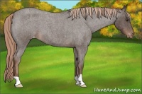 Horse Color:Liver Red Roan Appaloosa