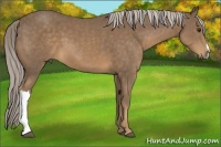 Horse Color:Chocolate Palomino 