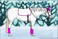 Horse Color:Buckskin Roan Dun Splash Tobiano Appaloosa 