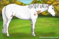 Horse Color:White Spotted Silver Buckskin Splash Tobiano