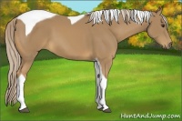 Horse Color:Palomino Tobiano 