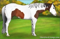 Horse Color:Bay Splash Tobiano