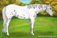 Horse Color:Silver Black Tobiano Appaloosa 