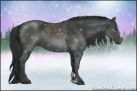 Horse Color:Black Sabino Rabicano 