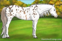 Horse Color:Buckskin Splash Appaloosa