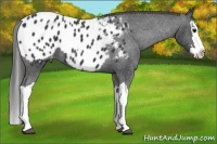 Horse Color:Black Splash Appaloosa 