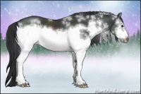 Horse Color:White Spotted Black Sabino Frame 